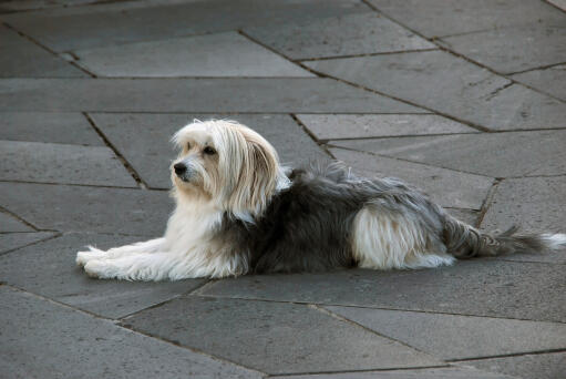 A long haired Catalan Sheepdog lying beautifully