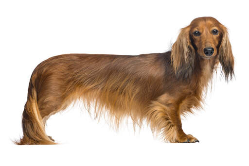A Dachshund with a wonderful red coat, showing off it's long body