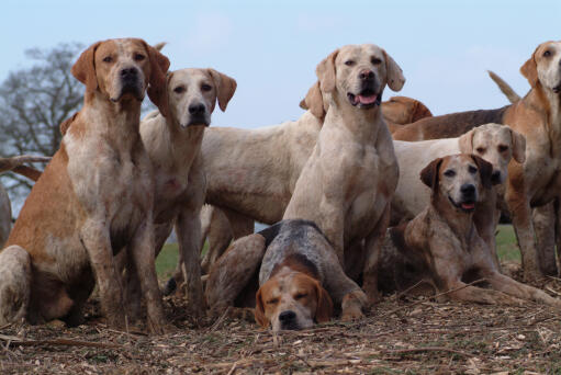 A pack of English Foxhounds, out having some exercise
