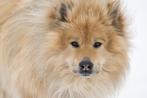 A close up of a Eurasier's incredible thick soft coat and wolf like eyes