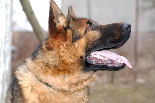 A close up of a German Shepherd's beautiful, thick, soft coat