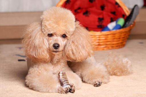 A wonderful Miniature Poodle having a treat on the floor