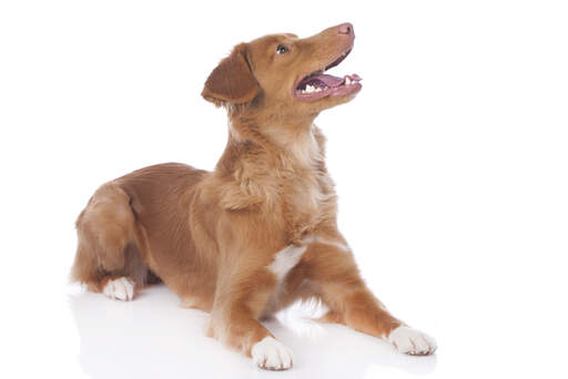 a happy Nova Scotia Duck tolling retriever ready to play