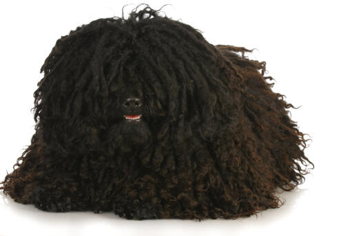 Miniature puli discount