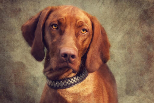 A close up of a Vizsla's beautiful, big, floppy ears and short red coat