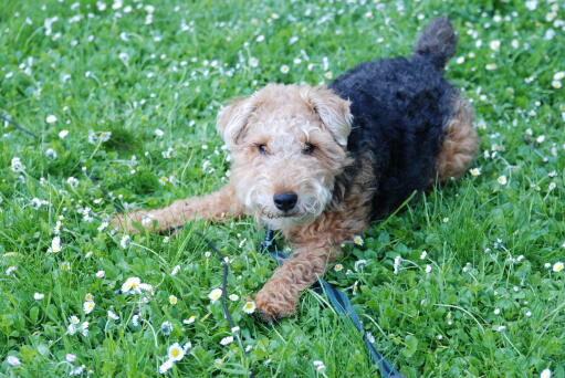 A little Welsh Terrier, ready to play with it's owner