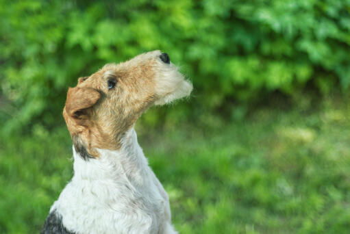 A Wire Fox Terrier showing off it's beautiful, long nose and wiry beard