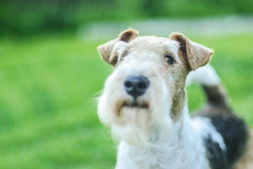 A close up of a Wire Fox Terrier's incredible, scruffy beard