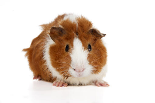 A beautiful little Abyssinian Guinea Pig with soft ginger and white fur