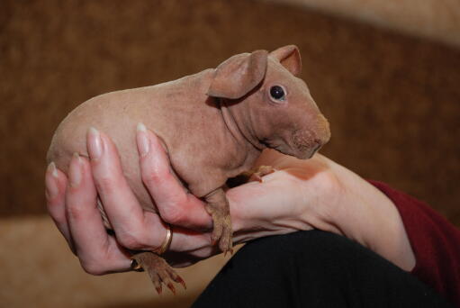 Naked guinea cheap pigs for sale