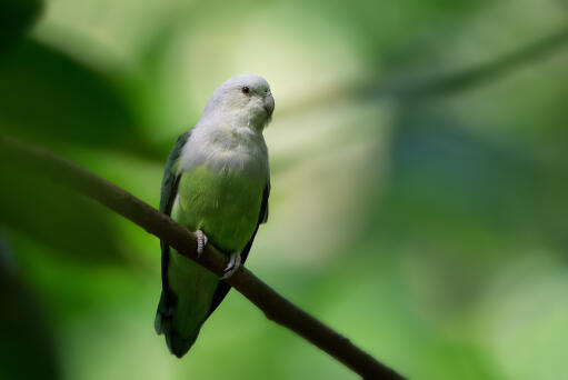 A beautiful Grey Headed Lovebird perched on a branch