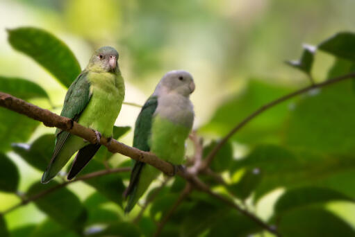 Two wonderful Grey Headed Lovebird perched together on a branch