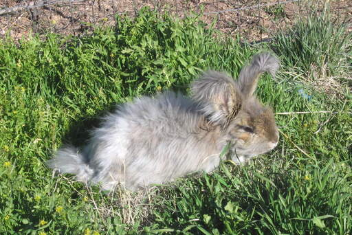 An Angora rabbit playing on the grass