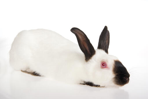 The wonderful black and white fur of a Himalayan rabbit