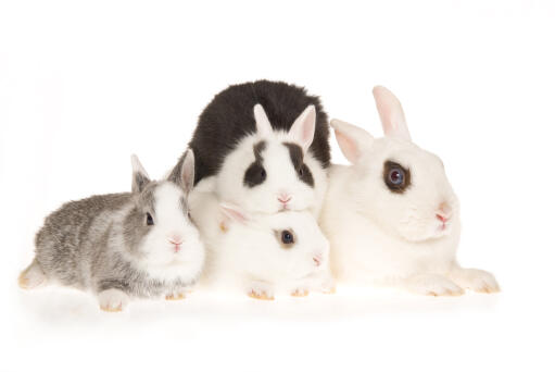 Three beautiful little Hotot rabbits