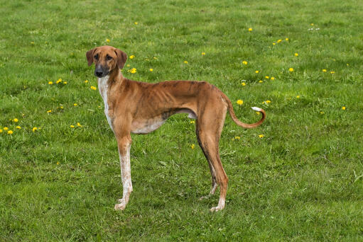 Azawakh dog standing in a field with dandelions