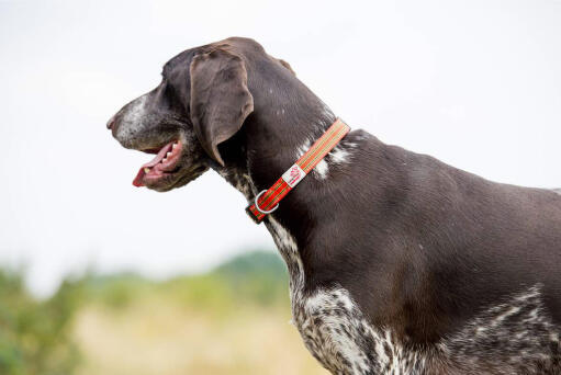 Long Paws Padded Comfort Dog Collar Orange
