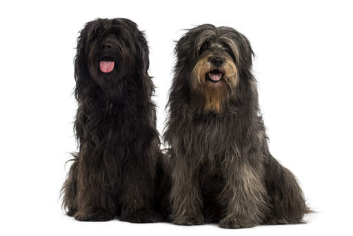 Catalan sheepdog shop