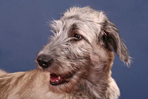Irish Wolfhound Dogs Dog Breeds