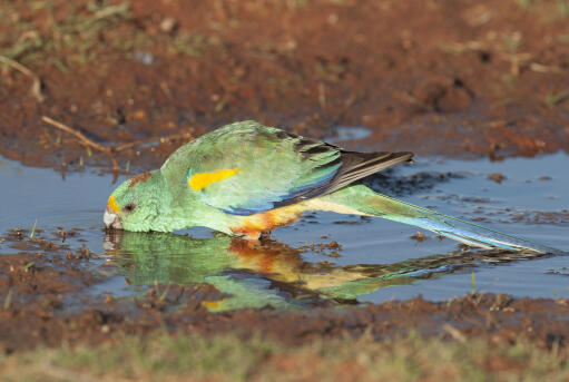 A Mulga Parrot's incredible colour pattern