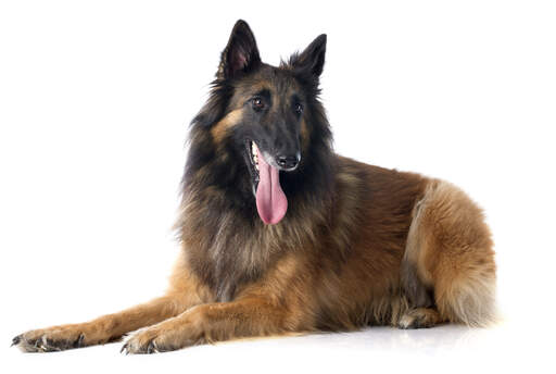 A handsome Belgian Shepherd Dog (Tervueren) lying down