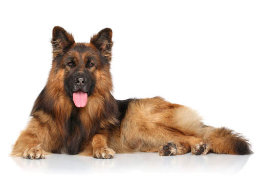 An adult German Shepherd lying with its beautiful ears perked