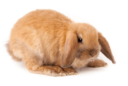 Holland lop