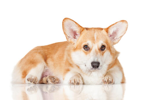 A young adult Pembroke Welsh Corgi resting, waiting for some attention