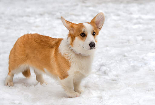 A healthy adult Cardigan Welsh Corgi enjoying the snow