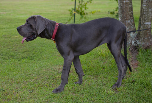 A healthy adult Great Dane showing off it's incredibly tall body and giant paws