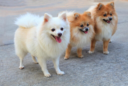 Pomeranian Dogs | Dog Breeds