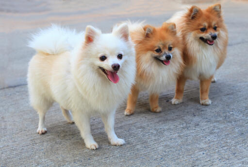 Pomeranian shop dog pomeranian