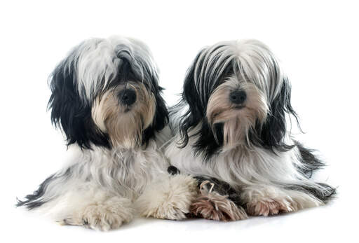 Two black and white Tibetan Terriers with wonderful, long soft coats