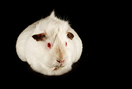 A beautiful little Agouti Guinea Pig with white fur and red eyes