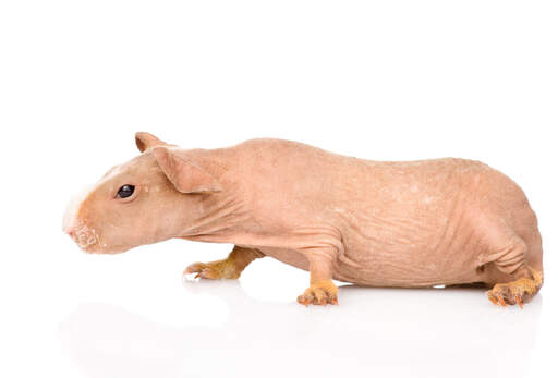 A Skinny Guinea Pig's wonderful long hairless body