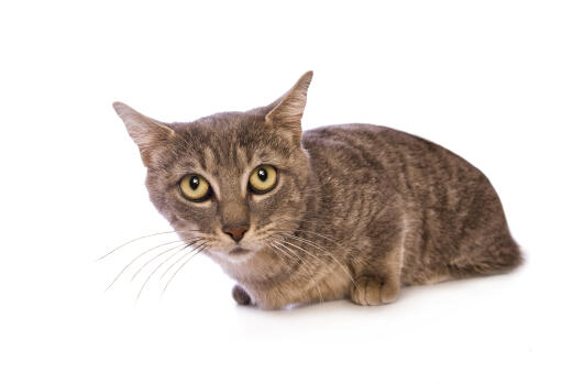 A Munchkin cat lying down