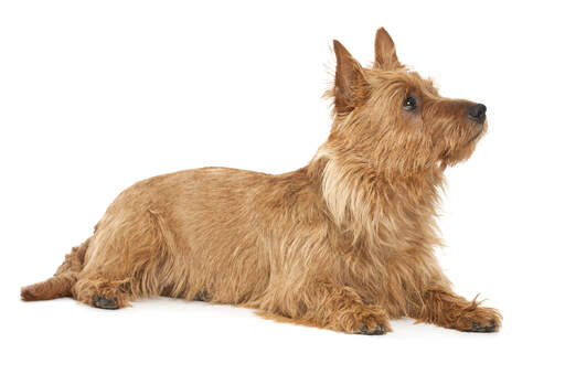 A gorgeous little australian terrier lying down waiting for a command