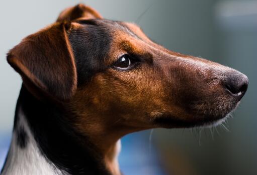 Smooth coat terrier deals