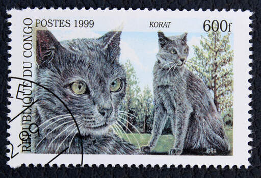 A stamp from the democratic republic of of congo with a korat cat printed on it