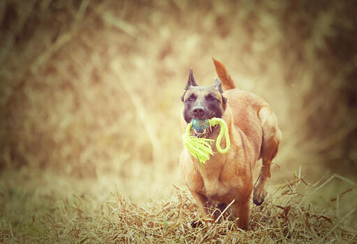 A happy Belgian Shepherd Dog (Malinois) out for a walk with a toy