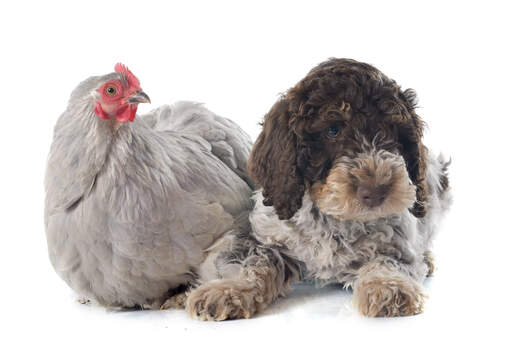 A cute Lagotto Romagnolo lying next to a friendly chicken