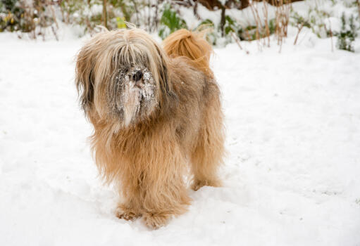 A Tibetan Terrier with a beautiful, long fringe playing in the snow