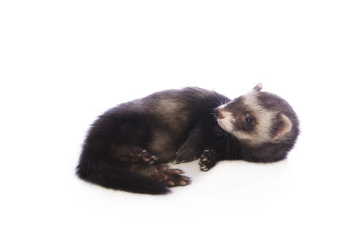 A Sable Ferret lying down resting