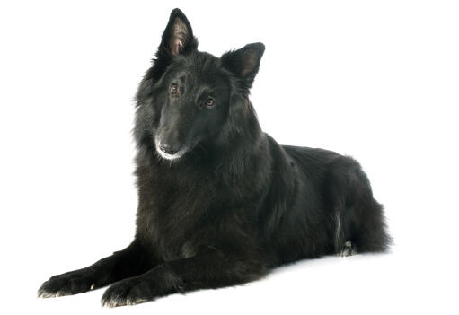 A beautiful Belgian Shepherd Dog (Groenendael) lying down