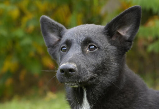 A close up of a Canaan's beautiful tall ears