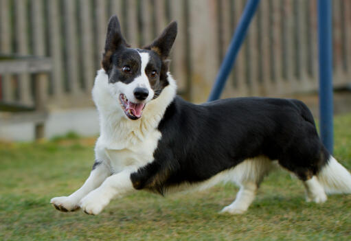 Black & outlet white corgi