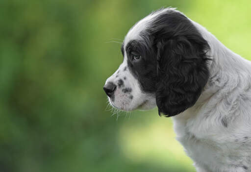 English setter spaniel 2025 puppies