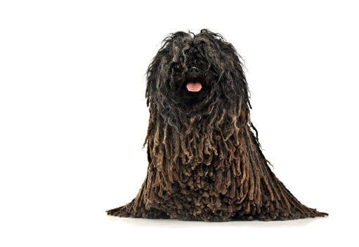 A brown corded Puli sitting very neatly