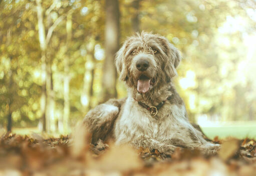 A wide eyed deerhound having a rest out on a walk