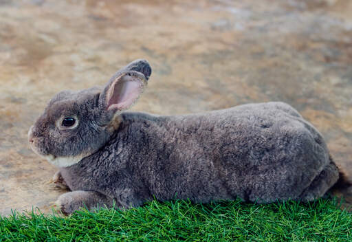 The wonderful thick charcoal grey fur of a Flemish Giant rabbit